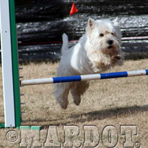 westie bar jump