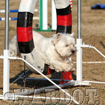 westie ring jump