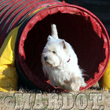 westie tunnel